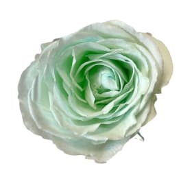 Single pale mint-green rose bloom on a white background