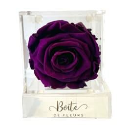 Single purple rose in a clear acrylic box