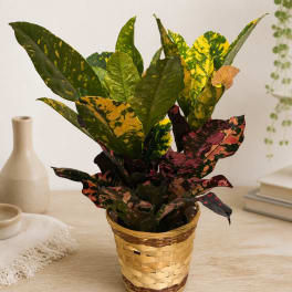 Potted croton plant with multicolored leaves in a woven basket
