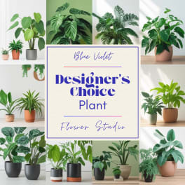 Designer’s choice plant collage with assorted potted houseplants