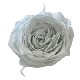 Single white rose bloom on a plain background