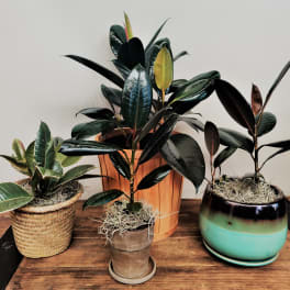 Three potted rubber plants arranged on a wooden table