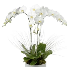 White orchid plant in a white pot with arching blooms