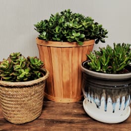 Three potted succulent plants in woven, wooden, and ceramic containers