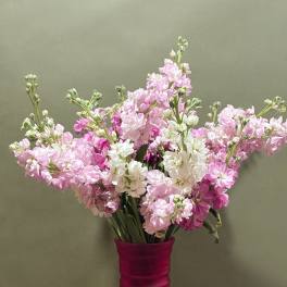 Pink and white flowers in a tall magenta vase