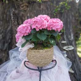 Pink hydrangea plant in a woven basket with a ribbon