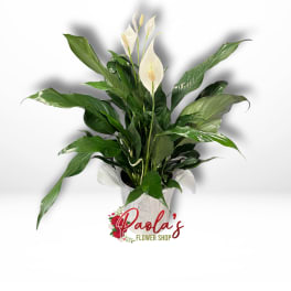 White peace lilies in a wrapped pot with broad green leaves
