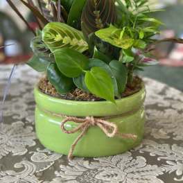 Potted green houseplant arrangement in a lime ceramic container