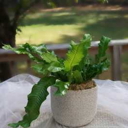 Potted green fern in a woven basket planter on a draped table