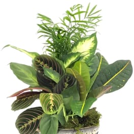Mixed green houseplant arrangement in a dark ceramic pot