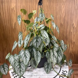 Potted trailing houseplant with silver-green heart-shaped leaves