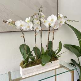White orchids arranged in a rectangular wooden planter