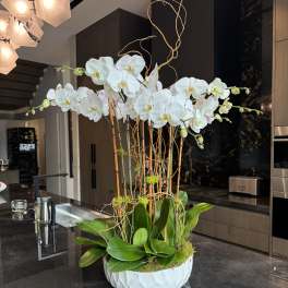 Tall white orchid arrangement in a white bowl-shaped vase