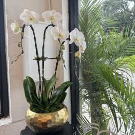 White orchids in a gold textured pot by a window