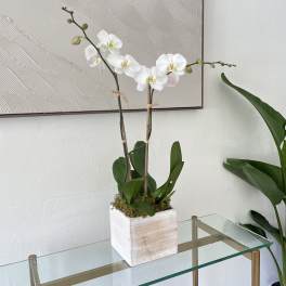 White orchid plant in a square white pot on a glass table
