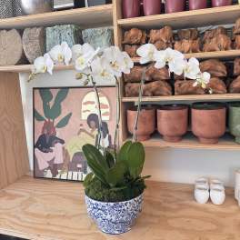 White orchid plant in a blue-and-white ceramic pot