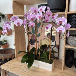 Pink orchid plant in a white wooden planter with moss