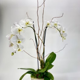 White orchids in a cream pot with tall curly branches