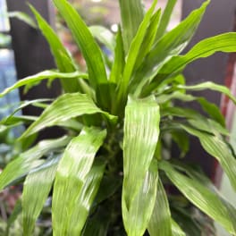 Close-up of a leafy green potted plant with long, arching leaves