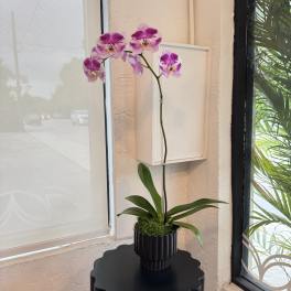 Pink-purple orchid in a black ribbed pot on a table