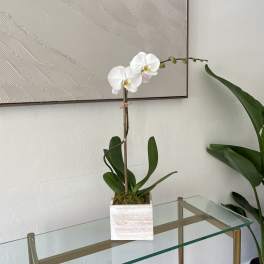White orchid plant in a square white pot on a glass table