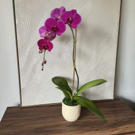 Potted purple orchid with broad green leaves in a white ceramic pot