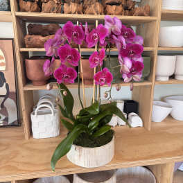 Potted pink orchids in a round wooden container