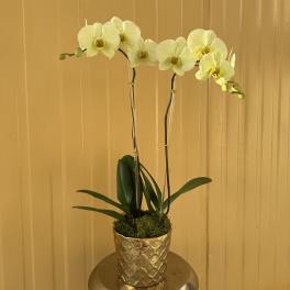 White orchid plant in a gold textured pot