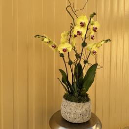 Yellow orchids in a textured stone planter