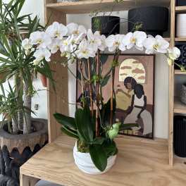 Potted white phalaenopsis orchid with multiple arching stems in a white ceramic bowl planter on a wooden shelf.