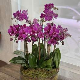Clustered magenta phalaenopsis orchids in a low glass bowl with a moss-covered base.