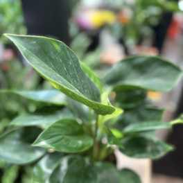 Close-up of a green leafy plant with glossy oval leaves