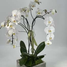 Double Orchids Plant