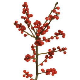 Fresh Ilex Branch