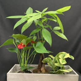 Potted tropical plants in a rectangular wooden planter with one red anthurium bloom