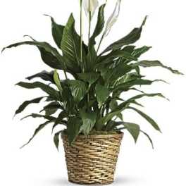 Peace Lilly Plant