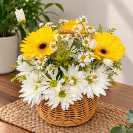 Basket arrangement of yellow gerbera daisies and white daisies