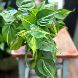 Close-up of a leafy green potted plant with variegated leaves