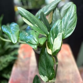 Close-up of variegated green plant leaves