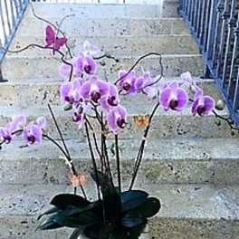 5 Large Orchids Plants (Select) in purple arranged in ceramic container.
