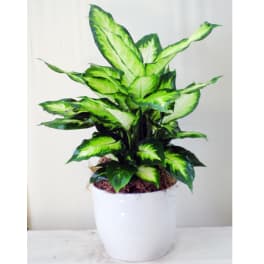 Potted plant with bright green variegated leaves in a white ceramic pot
