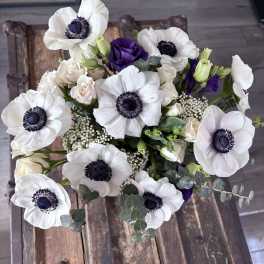 Elegant Anemones