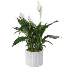 Modern Spathiphyllum Plant by BloomNation™