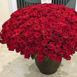 500 Long Stem Red Roses arranged round in Container