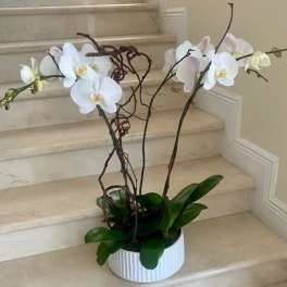 4 Orchids Plants (Select) in white arranged in a premium ceramic container
