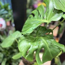 Close-up of a potted monstera plant with split green leaves