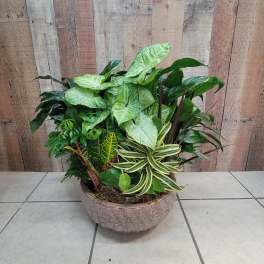 A large mixed potted plant arrangement in a round ceramic planter