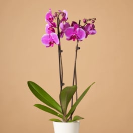 Potted orchid with bright pink blooms in a white pot