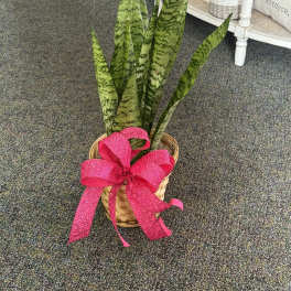 Tall snake plant in a woven basket with a large bright pink glitter bow