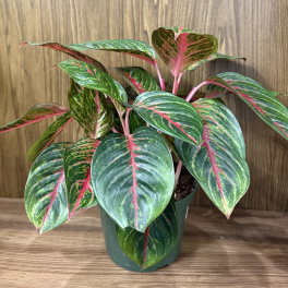Potted tropical plant with green and pink variegated leaves